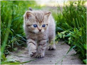 娱乐吃瓜酱给猫照相